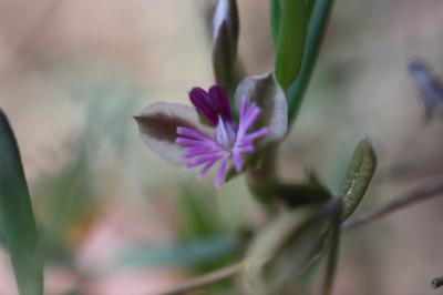Polygale des rochers, Polygala des rochers Polygala rupestris Pourr., 1788