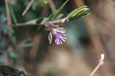 Polygale des rochers, Polygala des rochers Polygala rupestris Pourr., 1788