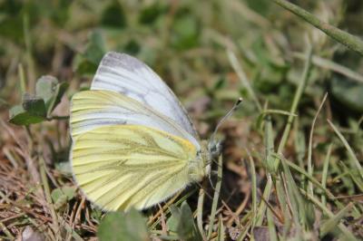 Piéride du Navet (La), Papillon blanc veiné de ver Pieris napi (Linnaeus, 1758)