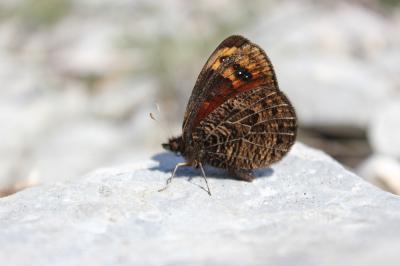 Moiré provençal (Le), Moiré de Provence (Le) Erebia epistygne (Hübner, 1819)