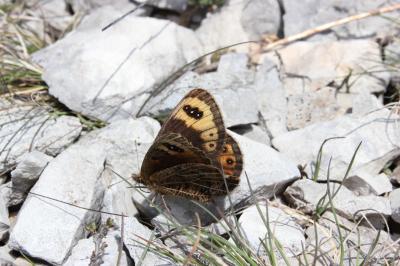 Moiré provençal (Le), Moiré de Provence (Le) Erebia epistygne (Hübner, 1819)
