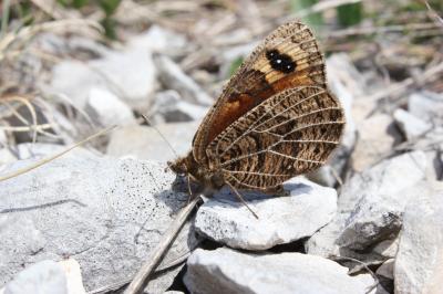 Moiré provençal (Le), Moiré de Provence (Le) Erebia epistygne (Hübner, 1819)