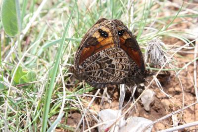 Moiré provençal (Le), Moiré de Provence (Le) Erebia epistygne (Hübner, 1819)