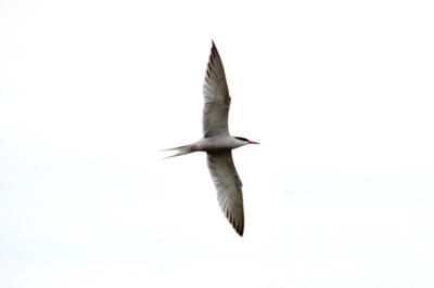 Sterne pierregarin Sterna hirundo Linnaeus, 1758