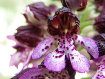 Orchis pourpre, Grivollée Orchis purpurea Huds., 1762