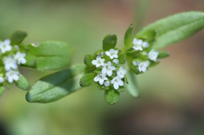 Mache doucette, Mache Valerianella locusta (L.) Laterr., 1821
