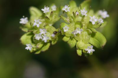 Mache doucette, Mache Valerianella locusta (L.) Laterr., 1821