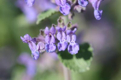  Nepeta x faassenii Bergmans ex Stearn, 1950