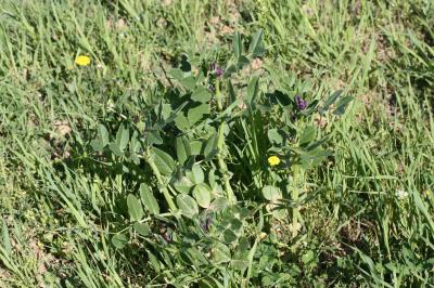 Vesce de Narbonne Vicia narbonensis L., 1753