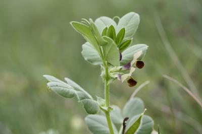 Vesce de Johann Vicia johannis Tamamsch., 1954