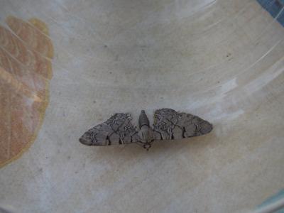 Eupithécie veinée (L') Eupithecia venosata (Fabricius, 1787)