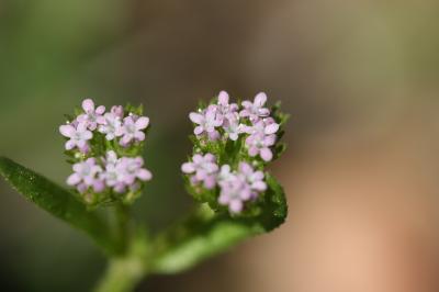 Mâche à fruits velus, Valérianelle à fruits velus Valerianella eriocarpa Desv., 1809
