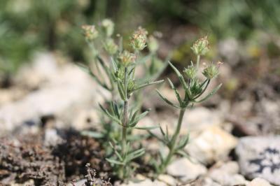 Plantain pucier Plantago afra L., 1762