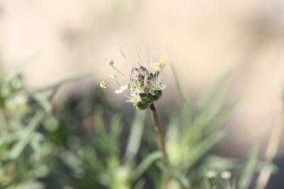 Plantain pucier Plantago afra L., 1762