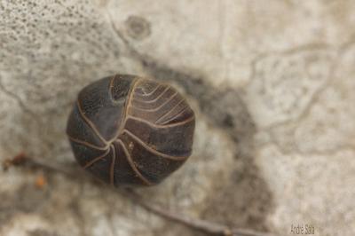 Isopodes Isopoda Latreille, 1817
