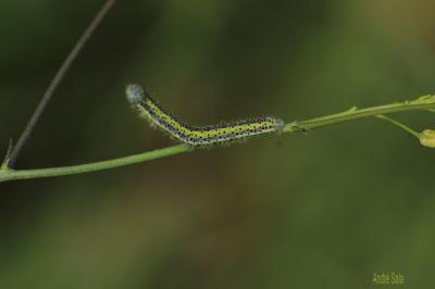 Aurore de Provence (L') Anthocharis euphenoides Staudinger, 1869