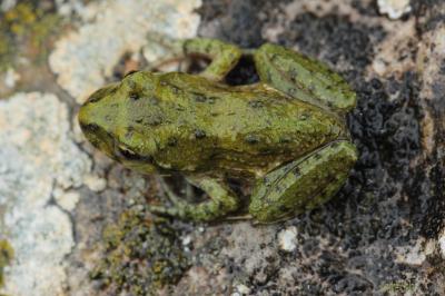 Pélodyte ponctué Pelodytes punctatus (Daudin, 1803)