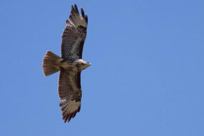 Buse variable Buteo buteo (Linnaeus, 1758)