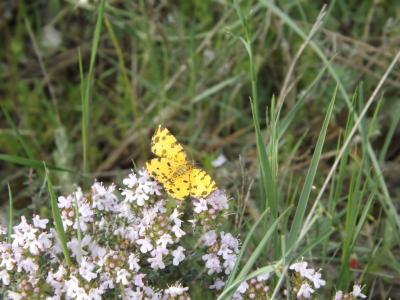 Panthère (La) Pseudopanthera macularia (Linnaeus, 1758)