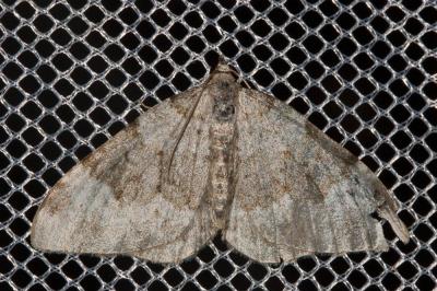 Nébuleuse coudée (La) Coenotephria tophaceata (Denis & Schiffermüller, 1775)