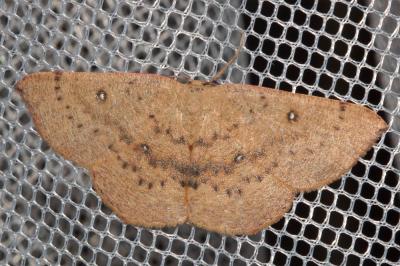 Ephyre pupillée (L') Cyclophora puppillaria (Hübner, 1799)