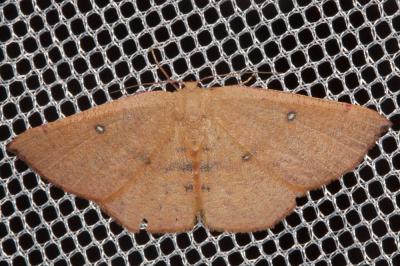 Ephyre pupillée (L') Cyclophora puppillaria (Hübner, 1799)