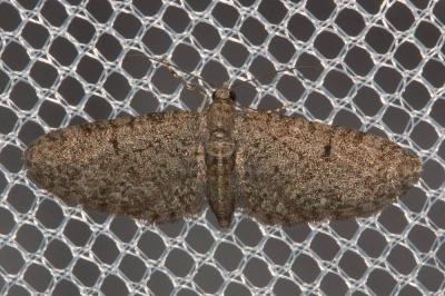 Eupithécie de Gibraltar (L'), Eupithécie marseilla Eupithecia massiliata Millière, 1865