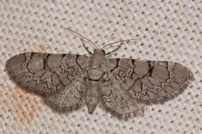 Eupithécie de Schieferer (L') Eupithecia schiefereri Bohatsch, 1893