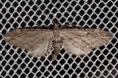 Eupithécie de l'Arbousier (L') Eupithecia unedonata Mabille, 1868