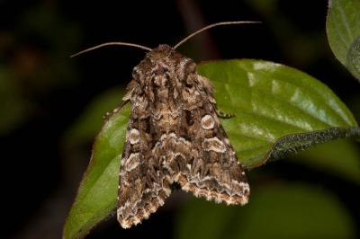 Noctuelle carpophage (La) Hadena perplexa (Denis & Schiffermüller, 1775)