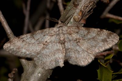 Boarmie pointillée (La) Hypomecis punctinalis (Scopoli, 1763)