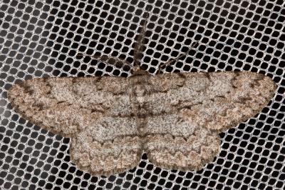 Boarmie pointillée (La) Hypomecis punctinalis (Scopoli, 1763)