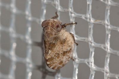  Hysteropterum Amyot & Serville, 1843