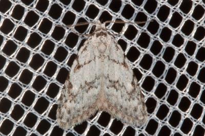 Cicatrice (La) Nola cicatricalis (Treitschke, 1835)