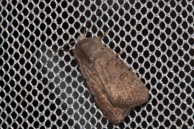 Caradrine aveugle (La) Caradrina noctivaga Bellier, 1863