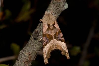 Méticuleuse (La) Phlogophora meticulosa (Linnaeus, 1758)