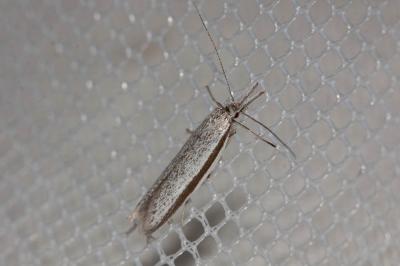  Pleurota ericella (Duponchel, 1840)