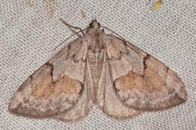 Corythée des garrigues (La) Pennithera ulicata (Rambur, 1834)