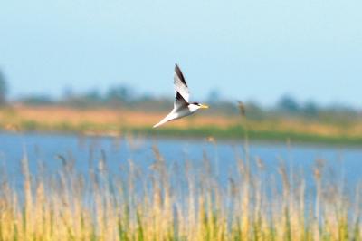 Sterne naine Sternula albifrons (Pallas, 1764)