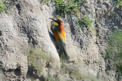 Guêpier d'Europe Merops apiaster Linnaeus, 1758