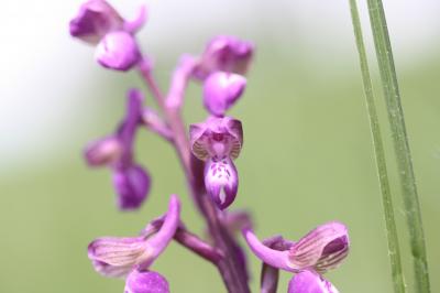 Orchis peint Anacamptis morio subsp. picta (Loisel.) Jacquet & Scappat., 2003