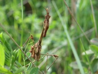 Empuse commune, Diablotin Empusa pennata (Thunberg, 1815)