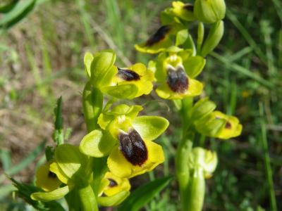 Ophrys jaune Ophrys lutea Cav., 1793