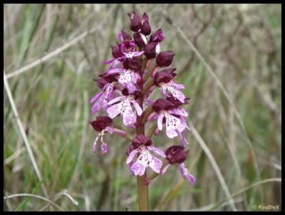 Orchis pourpre, Grivollée Orchis purpurea Huds., 1762