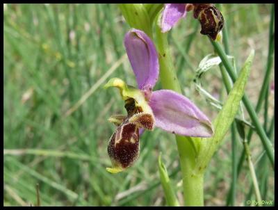 Ophrys Bécasse Ophrys scolopax subsp. scolopax Cav., 1793