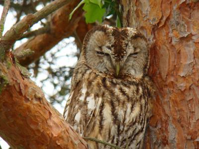 Chouette hulotte Strix aluco Linnaeus, 1758