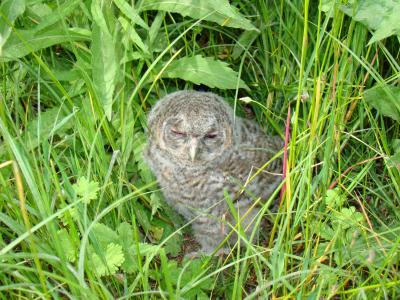 Chouette hulotte Strix aluco Linnaeus, 1758