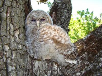 Chouette hulotte Strix aluco Linnaeus, 1758
