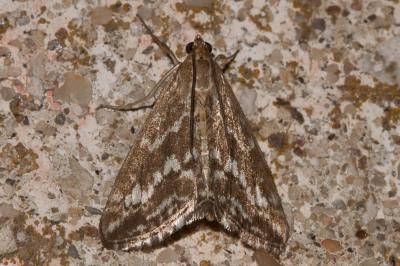  Evergestis frumentalis (Linnaeus, 1760)