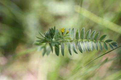 Ornithope comprimé Ornithopus compressus L., 1753